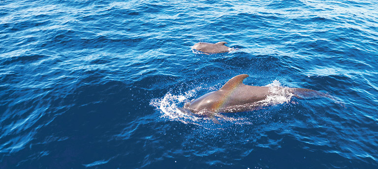 A mother and baby Pilot whale